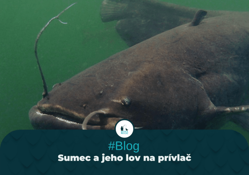 Sumec a jeho lov na prívlač