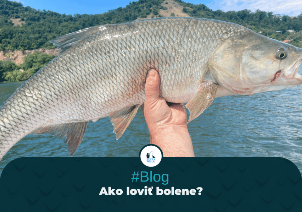 Ako loviť bolene?