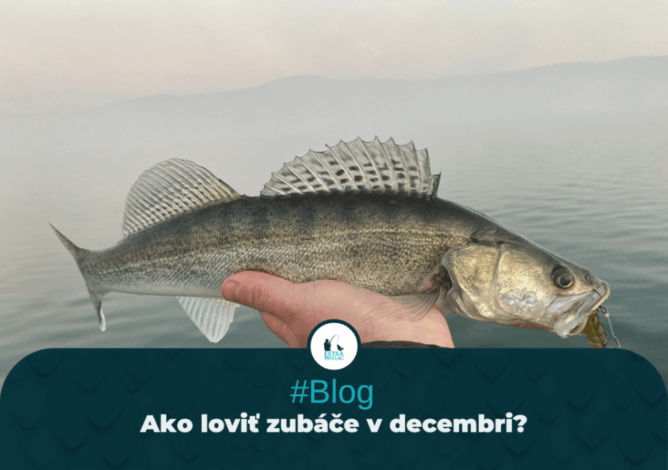 Ako loviť zubáče v decembri
