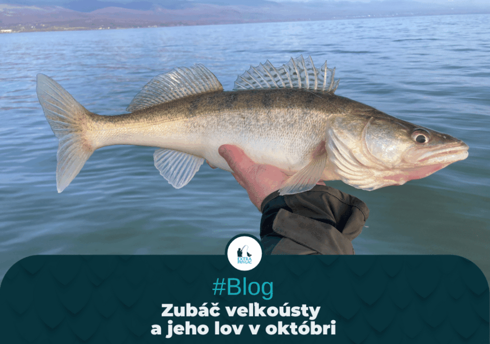 Zubáč veľkoústy a jeho lov v októbri