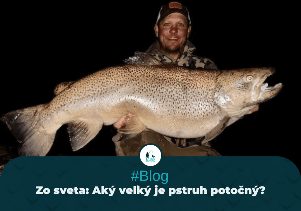 ZO SVETA: Aký veľký je pstruh potočný?