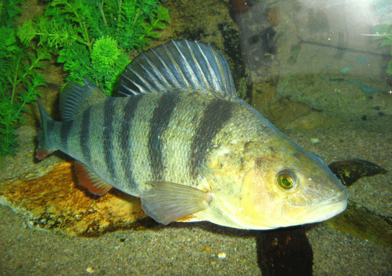 Ostriež