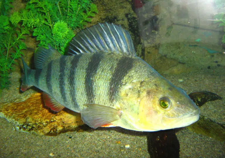 Ostriež