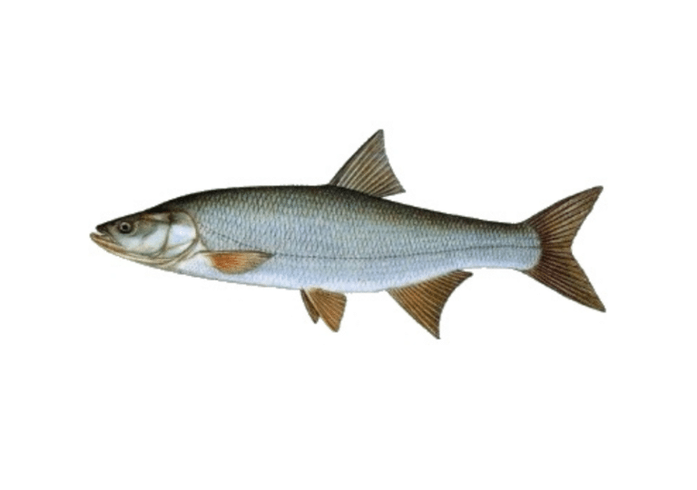 Boleň