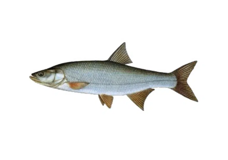 Boleň