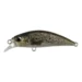 brown-trout-nd