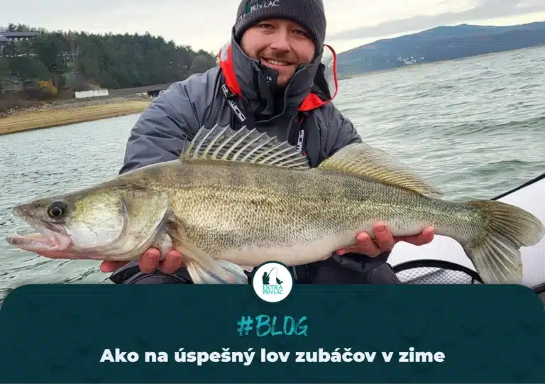 Ako na úspešný lov zubáčov v zime