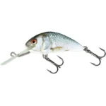 Real Dace
