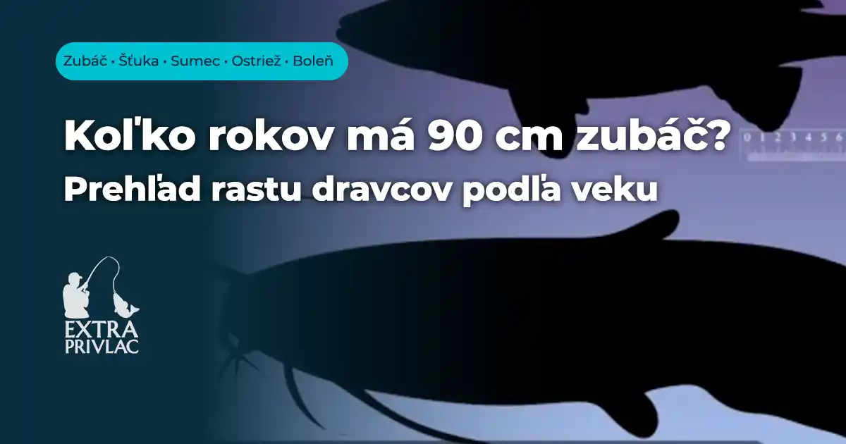 Rast dravých rýb - Kompletný prehľad veľkosti zubáča, šťuky, sumca, ostrieža a boleňa podľa veku