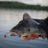 fox-rage-scent-shad-10