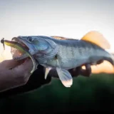 fox-rage-scent-shad-12