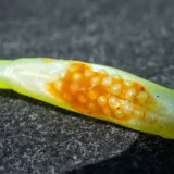 fox-rage-scent-shad-9