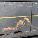 sonar-lowrance-eagle-eye-live-11