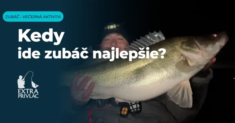 Kedy ide zubáč najlepšie?